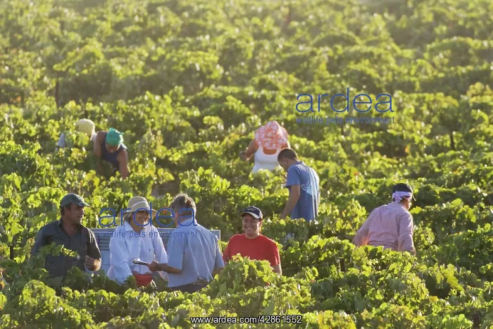 : Common Grape Vine Harvest - Collecting grapes - : Common Grape Vine Harvest - Collecting grapes -