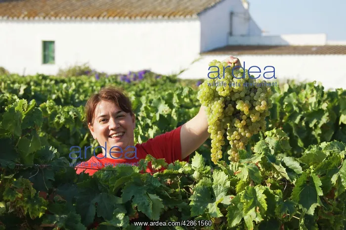 : Common Grape Vine Harvest - Collecting grapes - : Common Grape Vine Harvest - Collecting grapes -