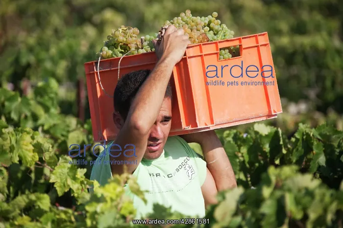 : Common Grape Vine Harvest - Collecting grapes - : Common Grape Vine Harvest - Collecting grapes -