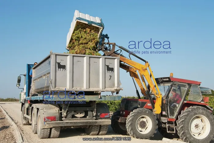 : Common Grape Vine Harvest - Spain - Tractor emptying : Common Grape Vine Harvest - Spain - Tractor emptying
