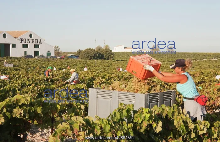 : Common Grape Vine Harvest - Spain - Vineyard not : Common Grape Vine Harvest - Spain - Vineyard not