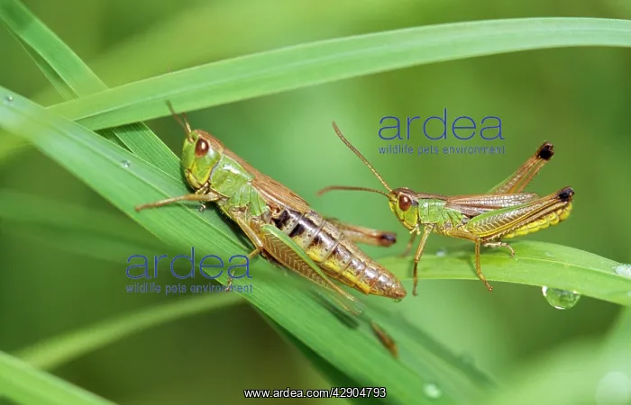 : Common GRASSHOPPER - Imago and nymph : Common GRASSHOPPER - Imago and nymph
