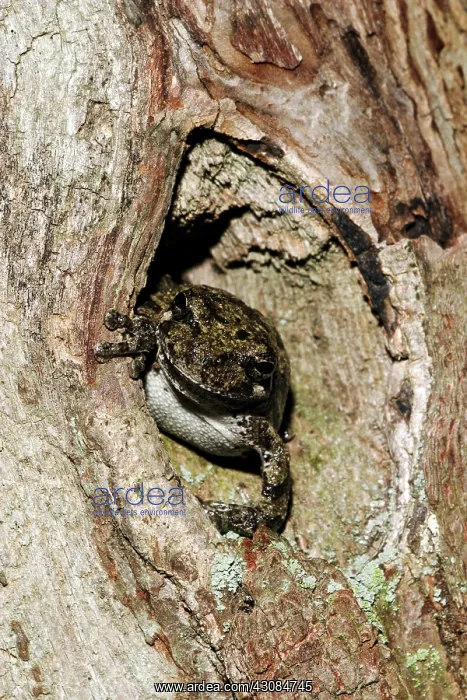 : Common Gray Treefrog (Hyla versicolor) : Common Gray Treefrog (Hyla versicolor)