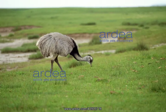 : Common / Greater Rhea : Common / Greater Rhea