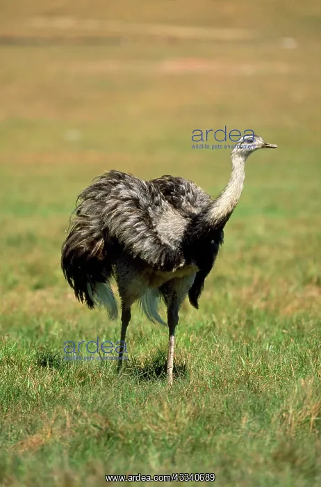 : Common / Greater Rhea : Common / Greater Rhea