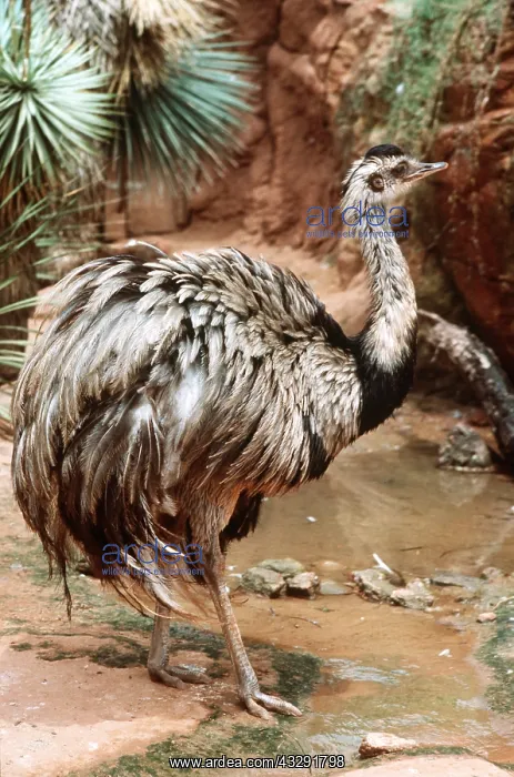 : COMMON / Greater RHEA - Male : COMMON / Greater RHEA - Male