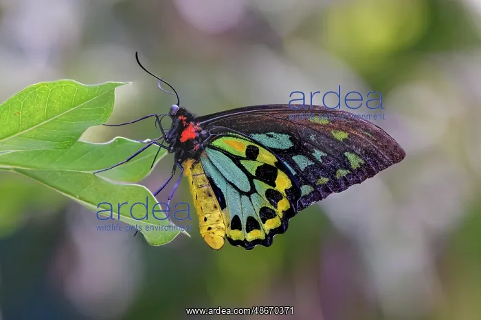 : Common green birdwing or Cape York Birdwing : Common green birdwing or Cape York Birdwing