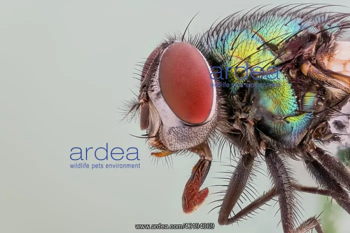 : Common green bottle fly (Lucilia sericata), Hanover : Common green bottle fly (Lucilia sericata), Hanover