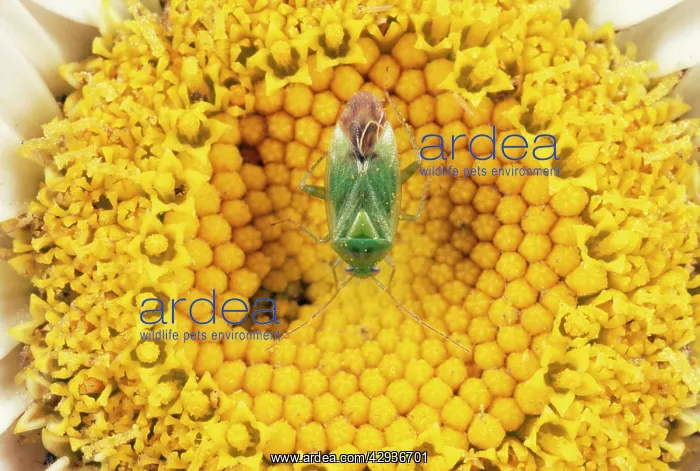 : Common Green Capsid Bug - feeding on flower : Common Green Capsid Bug - feeding on flower