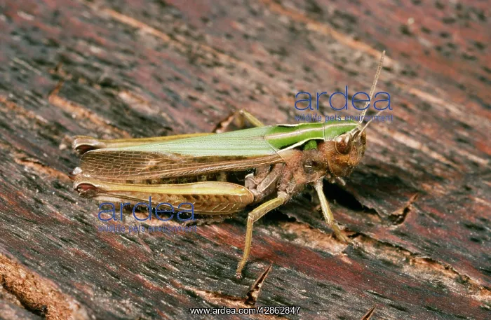 : Common Green Grasshopper : Common Green Grasshopper