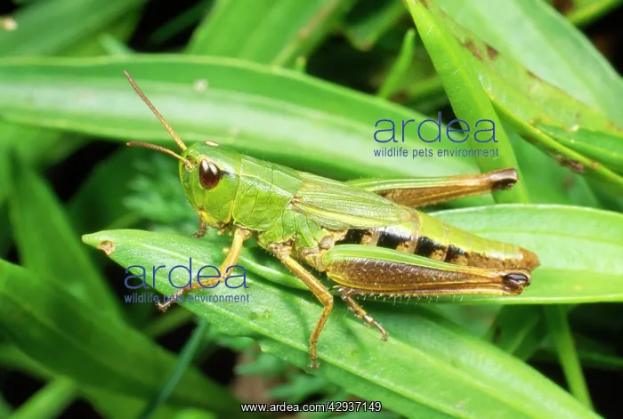  : Common Green Grasshopper - nymph