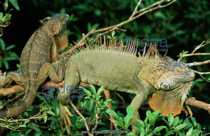 : Common / Green Iguana : Common / Green Iguana