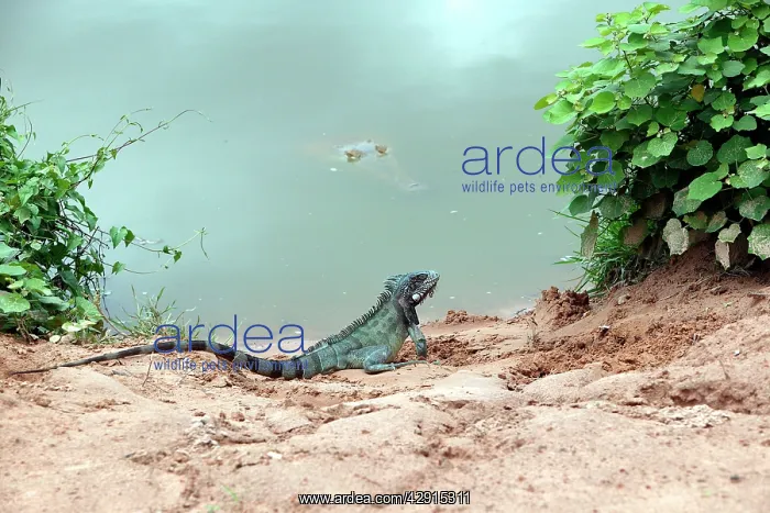 : Common / Green Iguana & Orinoco Crocodile (crocodylus : Common / Green Iguana & Orinoco Crocodile (crocodylus