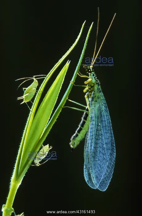 : Common Green Lacewing : Common Green Lacewing