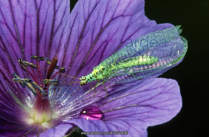 : Common Green Lacewing : Common Green Lacewing