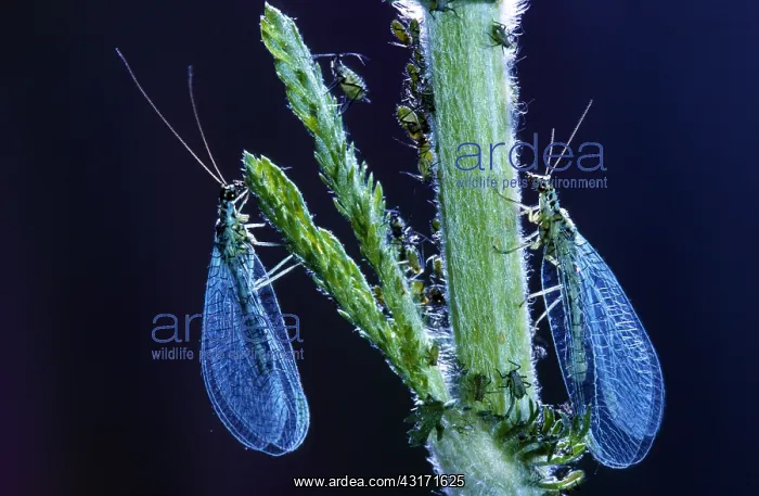 : Common Green Lacewing : Common Green Lacewing