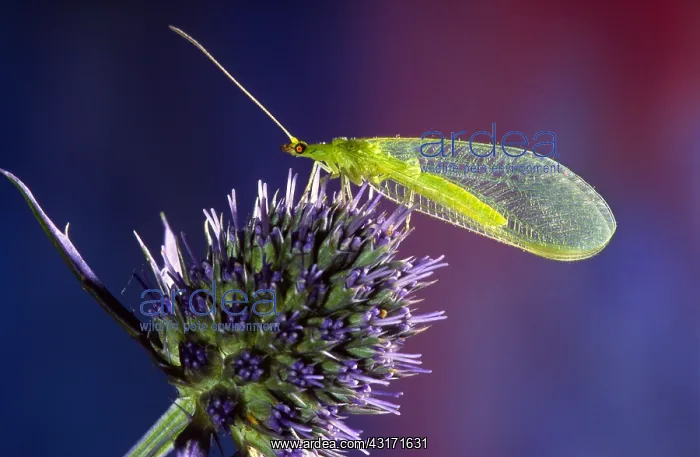 : Common Green Lacewing : Common Green Lacewing