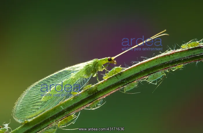 : Common Green Lacewing : Common Green Lacewing