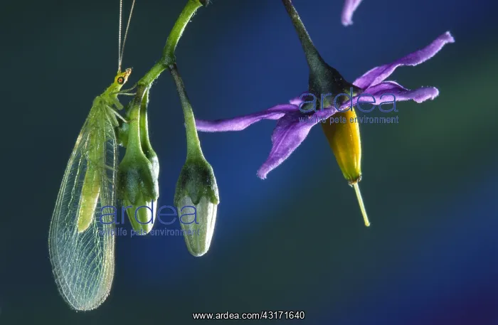 : Common Green Lacewing : Common Green Lacewing