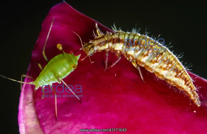 : Common Green Lacewing : Common Green Lacewing