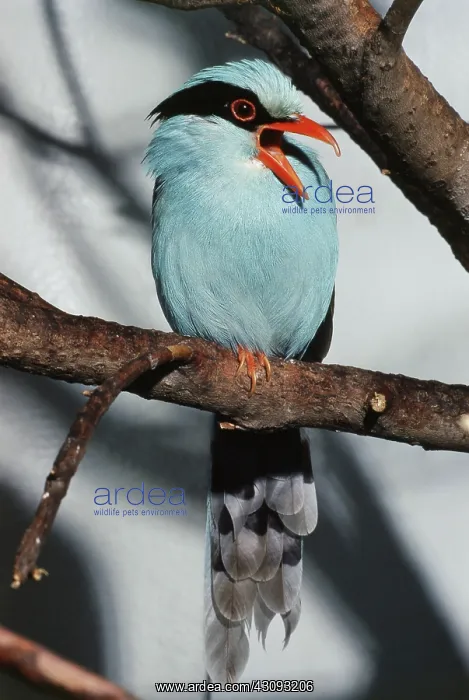 : Common Green Magpie : Common Green Magpie