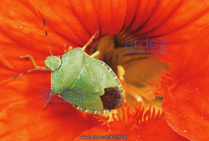 : Common Green Shield Bug / Stink bug : Common Green Shield Bug / Stink bug