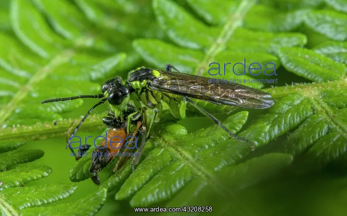 : Common Green Tenthredo, Tenthredo mesomela, sawf : Common Green Tenthredo, Tenthredo mesomela, sawf