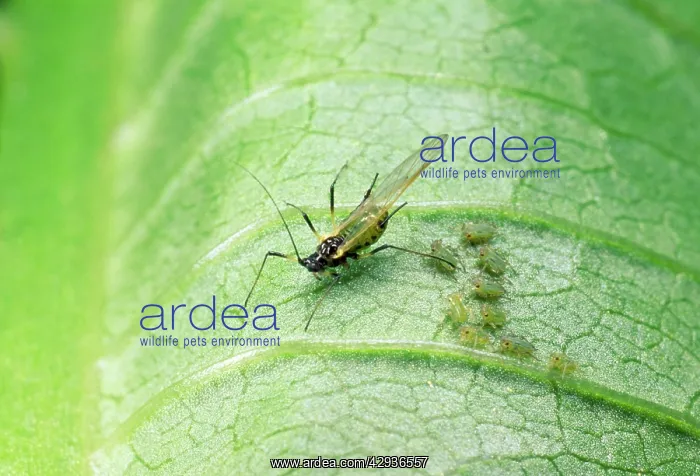  : Common Greenfly Aphids - adult & young