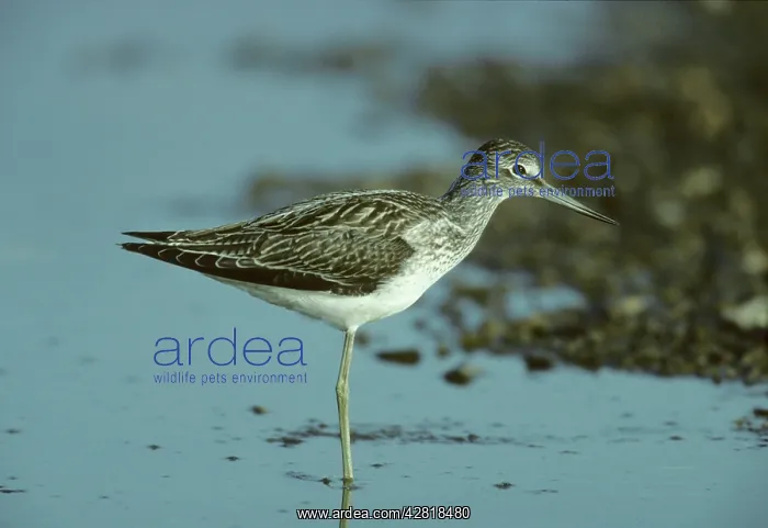 : Common Greenshank : Common Greenshank