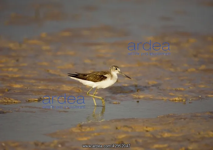 : Common Greenshank : Common Greenshank
