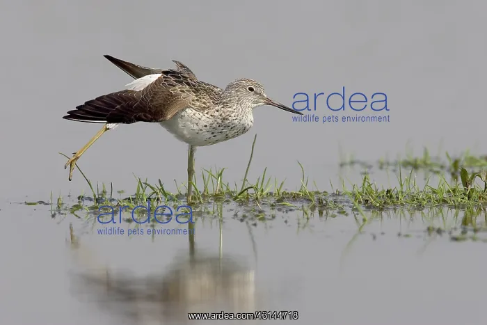 : Common Greenshank : Common Greenshank