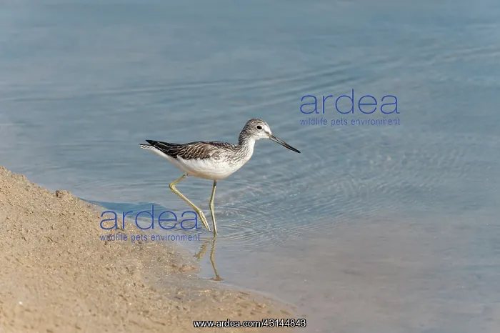 : Common Greenshank : Common Greenshank