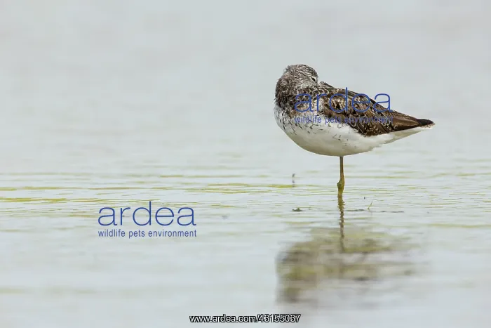 : Common Greenshank : Common Greenshank