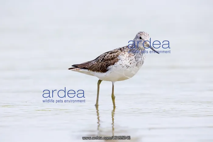 : Common Greenshank : Common Greenshank