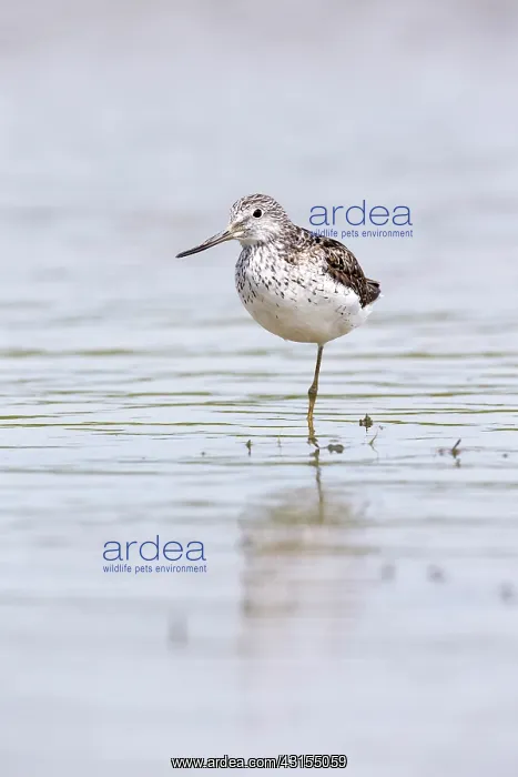 : Common Greenshank : Common Greenshank
