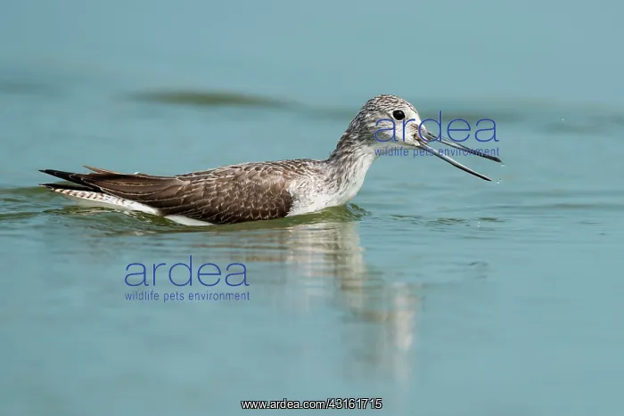 : Common Greenshank : Common Greenshank