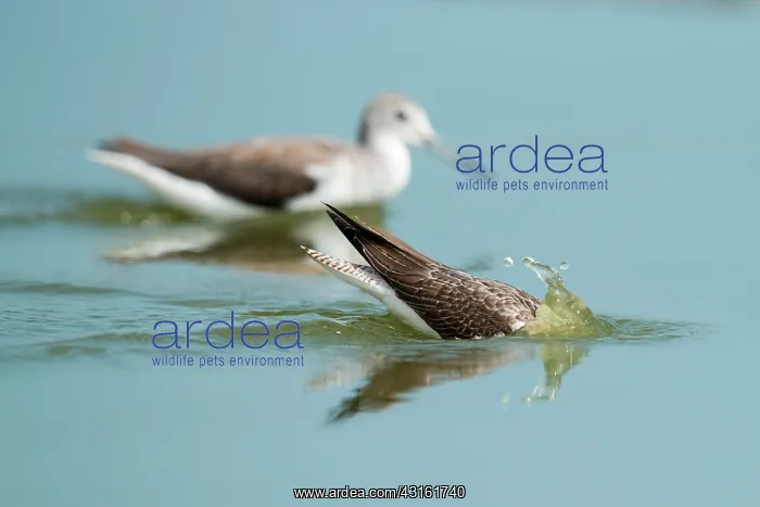 : Common Greenshank : Common Greenshank