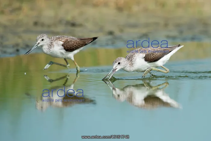 : Common Greenshank : Common Greenshank