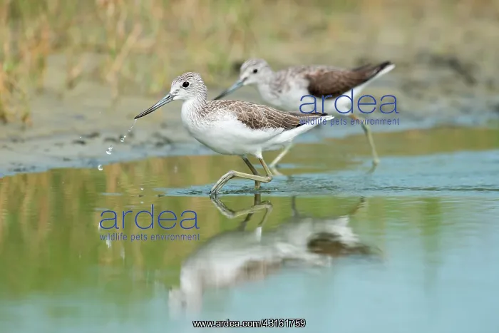 : Common Greenshank : Common Greenshank
