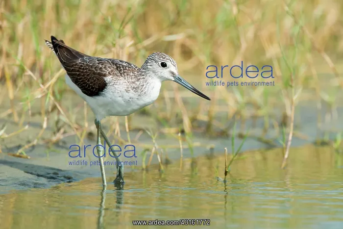 : Common Greenshank : Common Greenshank