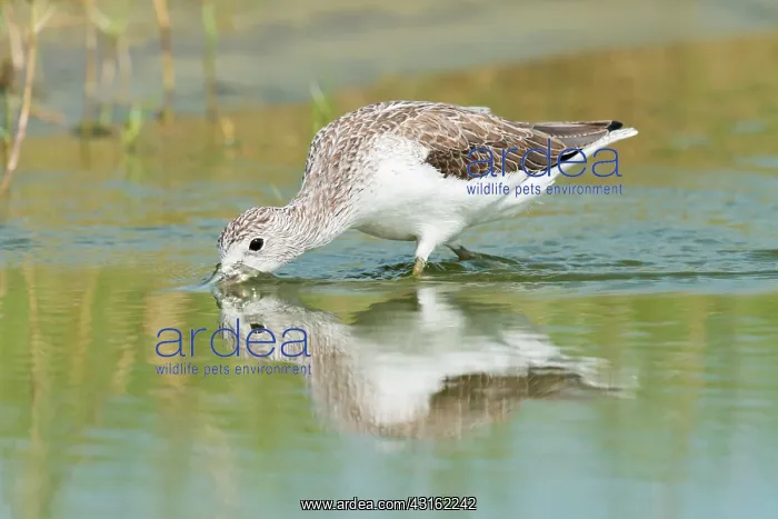 : Common Greenshank : Common Greenshank