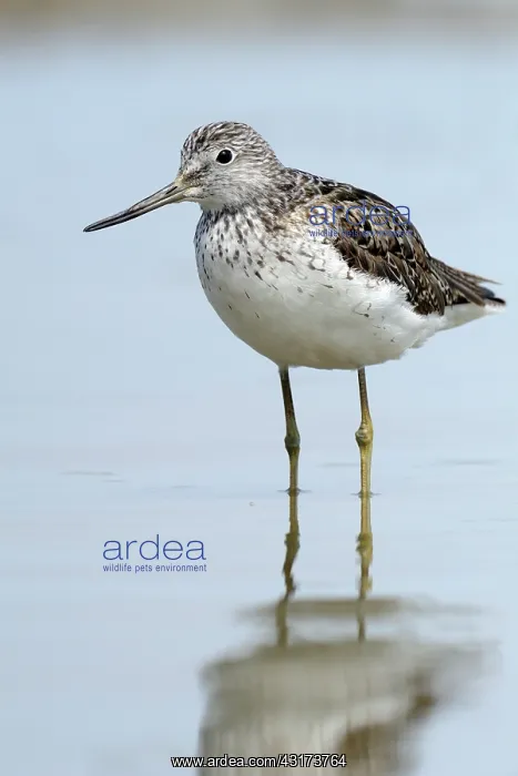 : Common Greenshank : Common Greenshank