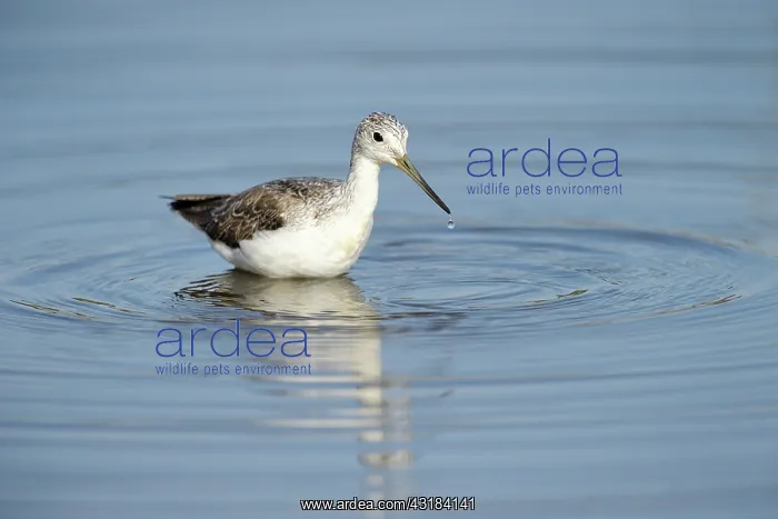 : Common Greenshank : Common Greenshank