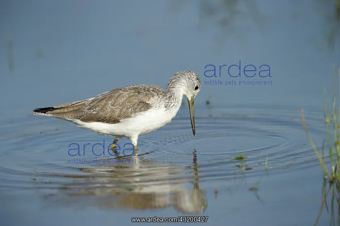 : Common Greenshank : Common Greenshank