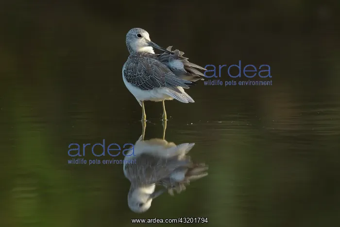: Common Greenshank : Common Greenshank