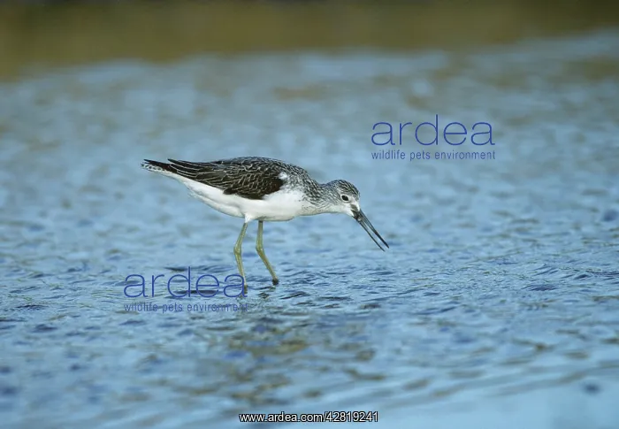 : Common Greenshank - Feeding : Common Greenshank - Feeding