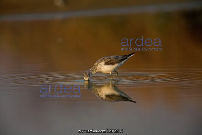  : Common Greenshank feeding