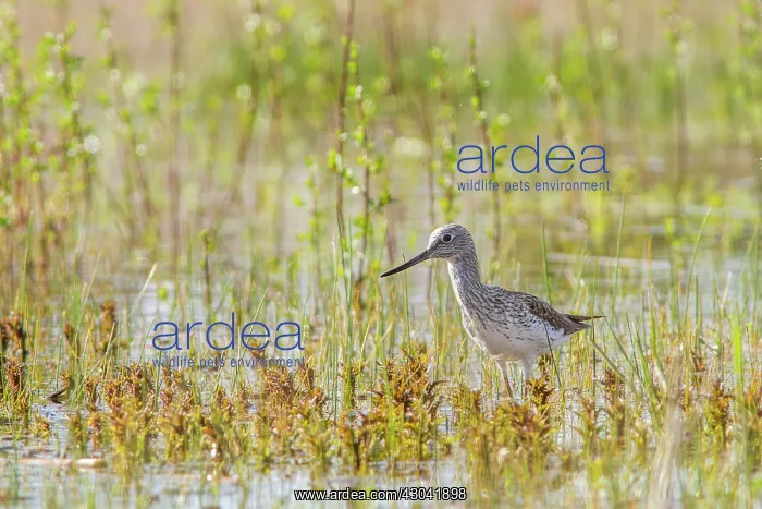  : Common Greenshank in marsh