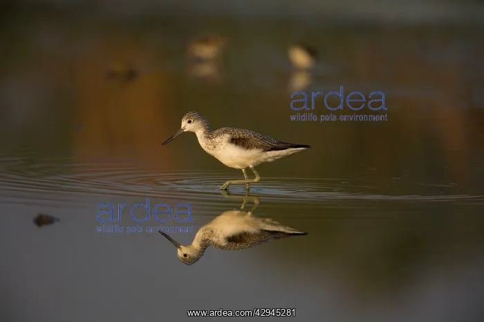 : Common Greenshank reflected at dawn : Common Greenshank reflected at dawn