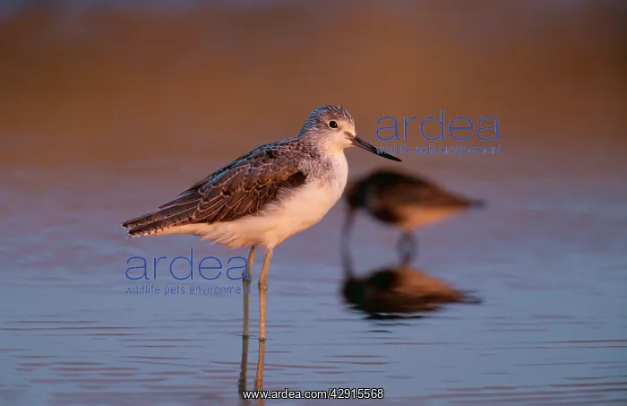 : Common Greenshank - standing in water : Common Greenshank - standing in water
